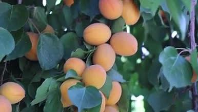 植物杏树果实树木实拍素材视频的预览图